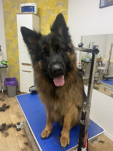 Salon Pielęgnacji Zwierząt KOŁTUNEK ANNA DUDA